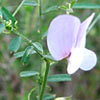 Vicia peregrina