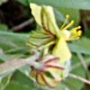 Helianthemum aegyptiacum