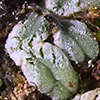 Riccia  crustata