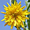 Crepis aspera