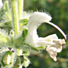 Salvia dominica