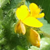 Medicago scutellata