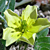 Tribulus terrestris