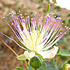 Capparis aegyptia