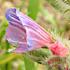 Echium judaeum