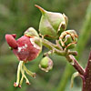 Scrophularia rubricaulis