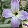 Matthiola tricuspidata