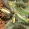 Trigonella brachycarpa