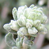 Teucrium capitatum