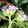 Valerianella vesicaria