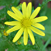 Senecio vernalis