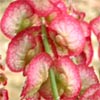 Rumex cyprius