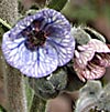 Cynoglossum creticum