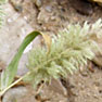 Lamarckia aurea