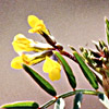 Hippocrepis multisiliquosa