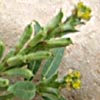 Horned Hedge-mustard 