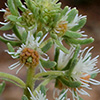 Reseda urnigera