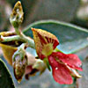 Indigofera articulata