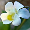 Viola modesta