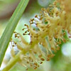 Salix acmophylla