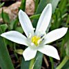 Mountain Star-of-Bethlehem 