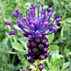 Purple Grape Hyacinth 