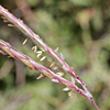 Andropogon distachyos