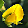 Lathyrus aphaca