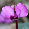 Round-Leaved Cyclamen 