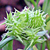 Ranunculus arvensis