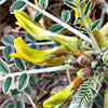 Astragalus caprinus