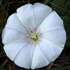 Convolvulus betonicifolius