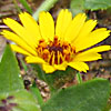 Calendula arvensis