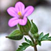 Geranium robertianum