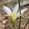 Romulea bulbocodium