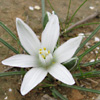 Fine-Leaved Star-of-Bethlehem 