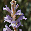 Orobanche aegyptiaca