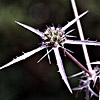 Eryngium creticum