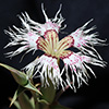 Dianthus  libanotis