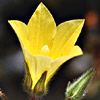 Campanula sulphurea