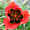 Sun%27s-eye Tulip 