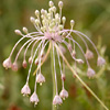 Long-stamened Garlic 