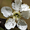 Prunus ursina