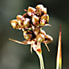 Juncus acutus