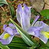 Iris regis-uzziae