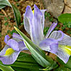 King Uzziae Iris 