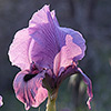 Gilboa Iris 