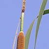 Typha domingensis