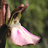 Orchis saccata