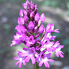 Pyramidal Orchid 